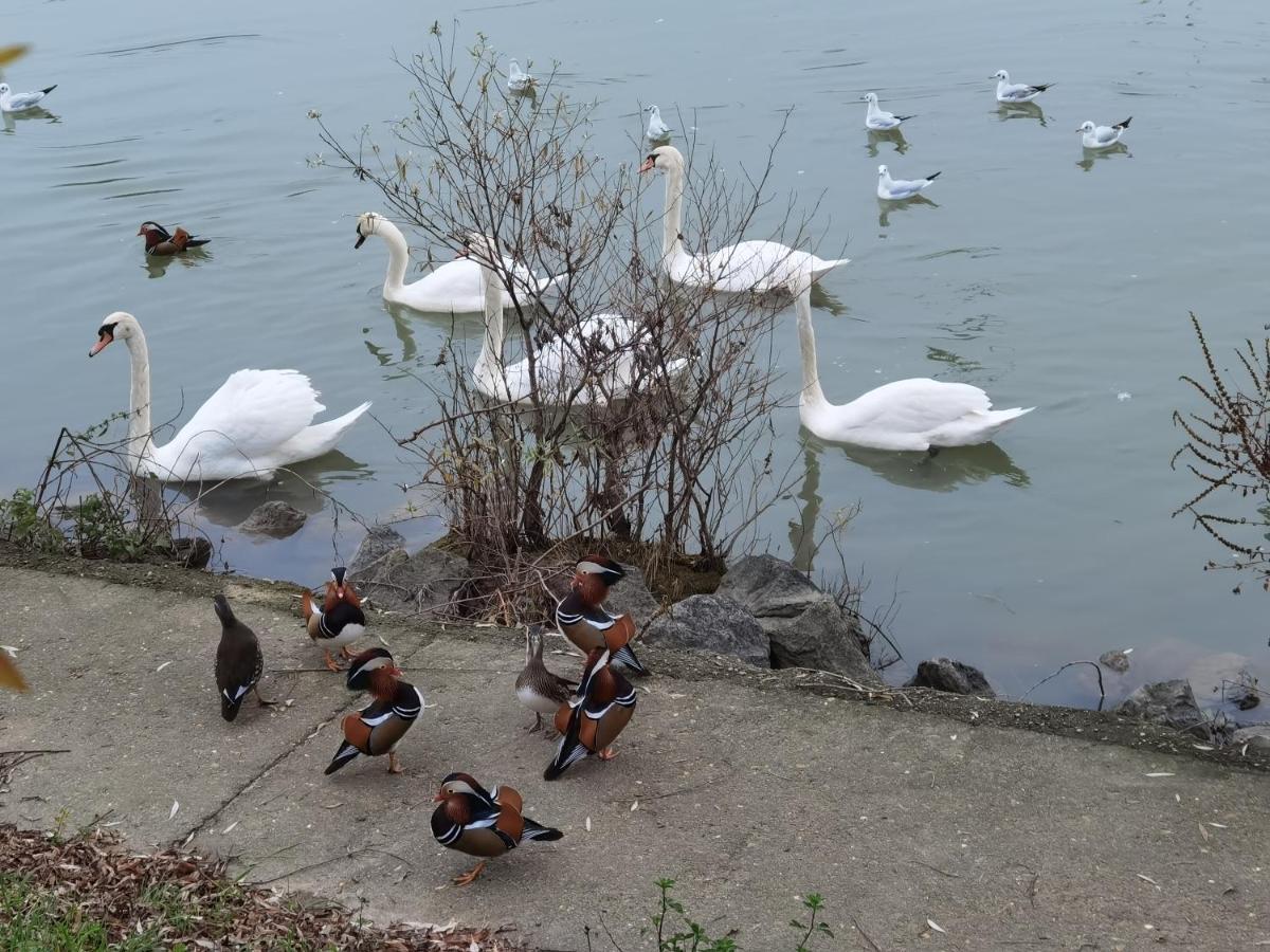 Les Pingouins De La Marne Bed and Breakfast Le Perreux-Sur-Marne Eksteriør billede