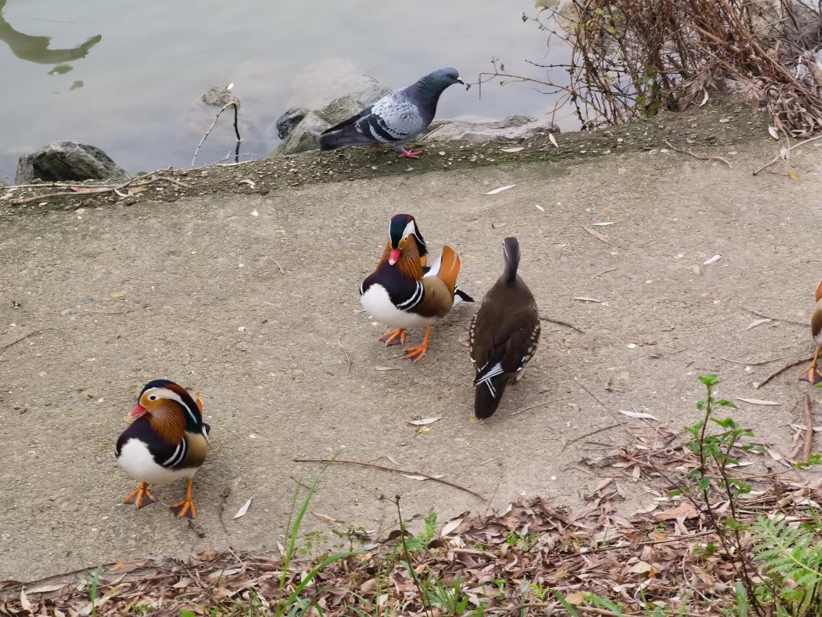 Les Pingouins De La Marne Bed and Breakfast Le Perreux-Sur-Marne Eksteriør billede